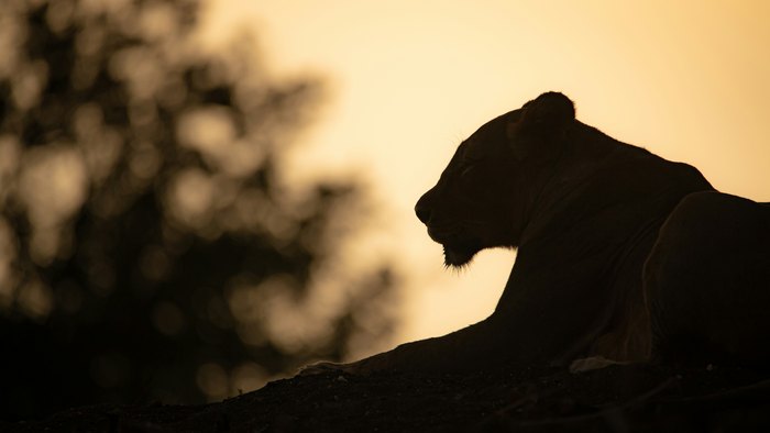 Plan your East Africa safari with Paramount Gorilla Expeditions