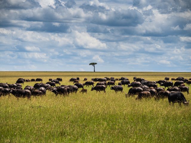 Grand Migration Circuit with Gorillas & a Full Zanzibar Week