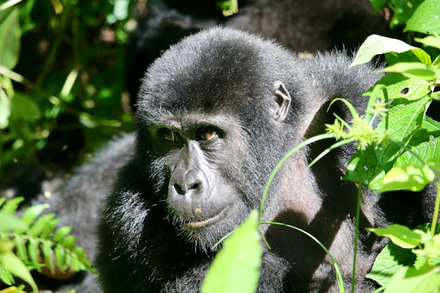 Uganda Complete: Bwindi, Queen Elizabeth & Murchison Falls