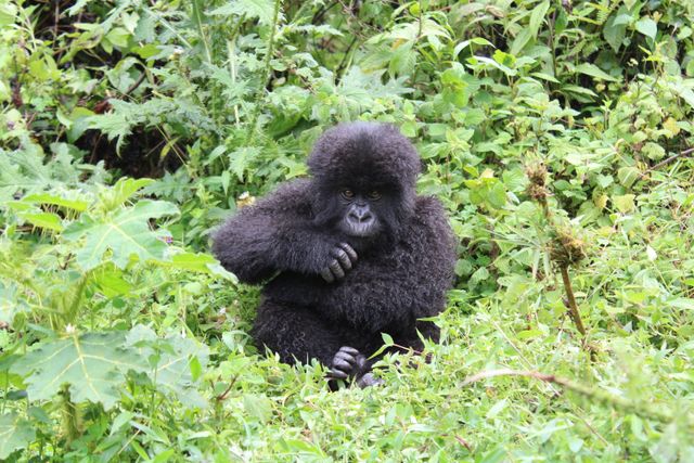 Gorillas, Great Migration & Seychelles Private Island Escape