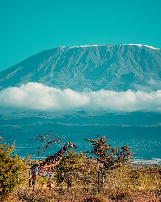 Kilimanjaro Trek & Serengeti Safari