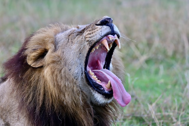 Secure card payment for your East Africa safari