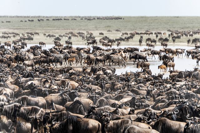 Kenya Family Safari: Mara, Amboseli & Coast