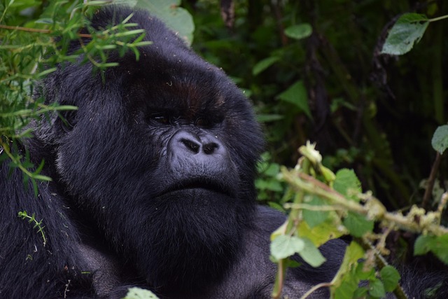 Bank transfer payment for a Paramount Gorilla Expeditions safari