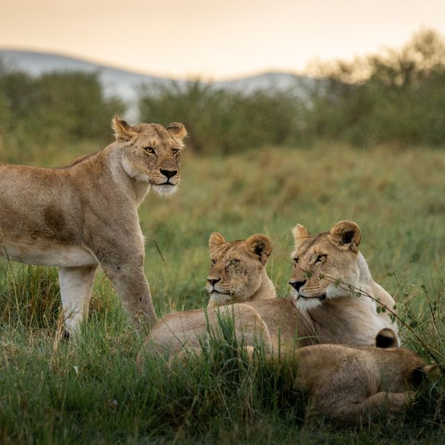 The Complete East Africa Safari & Zanzibar