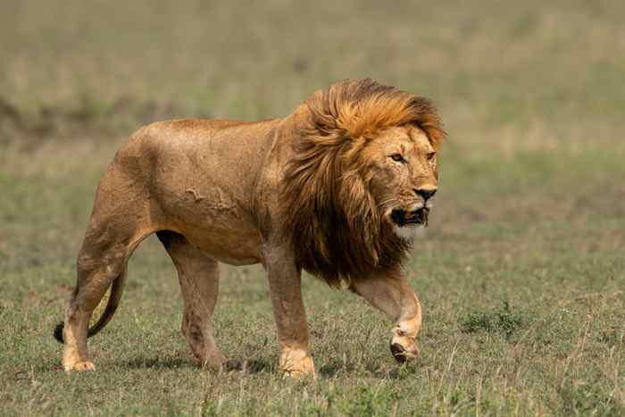Kenya migration safari and Zanzibar beach combined itinerary