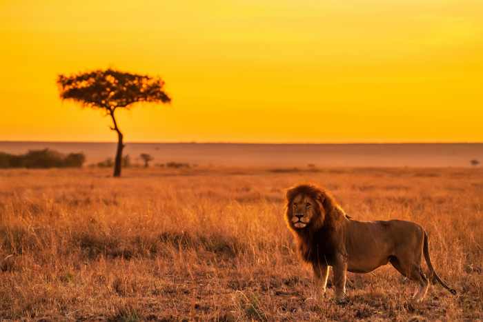 Tanzania Serengeti and Zanzibar honeymoon itinerary