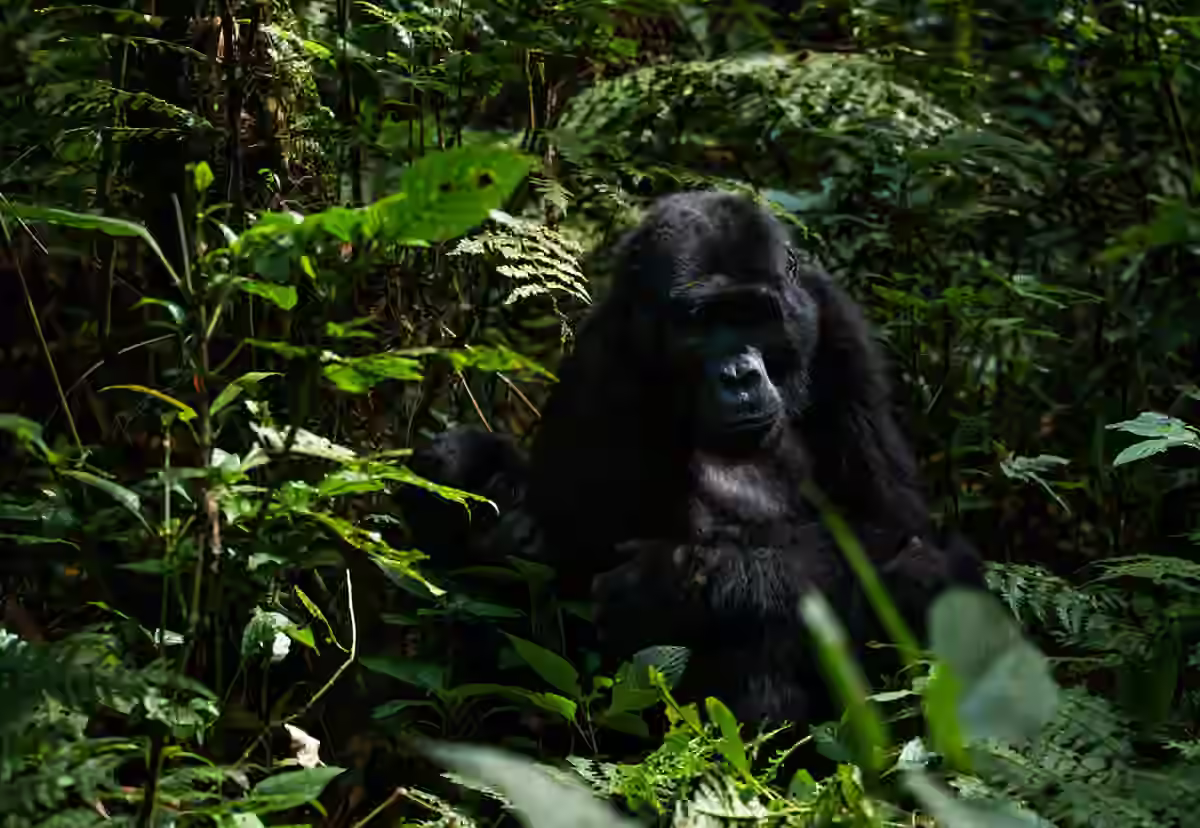 Mountain gorilla in Bwindi Impenetrable Forest, Uganda