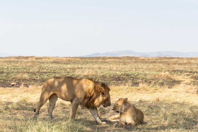 Safari Destinations: Uganda, Kenya, Tanzania, Rwanda & More