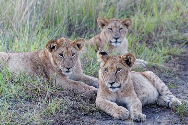Maasai Mara National Reserve