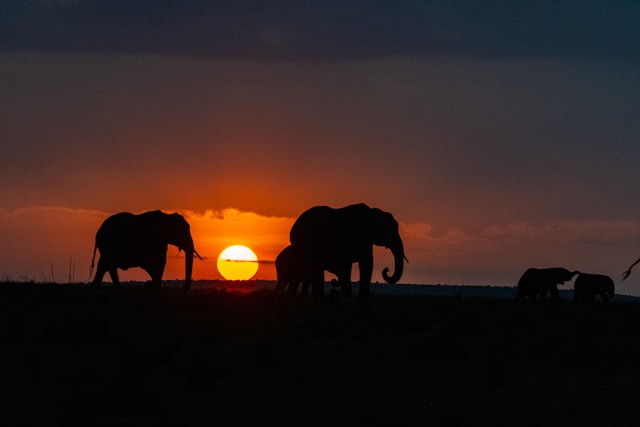Maasai Mara Conservancy