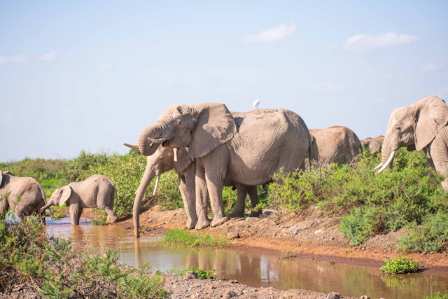 Tsavo National Parks