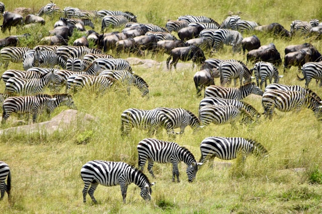 Photography Expeditions across East Africa
