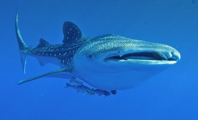 Whale Shark Excursions
