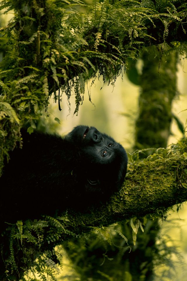 Bwindi Impenetrable Forest, Uganda
