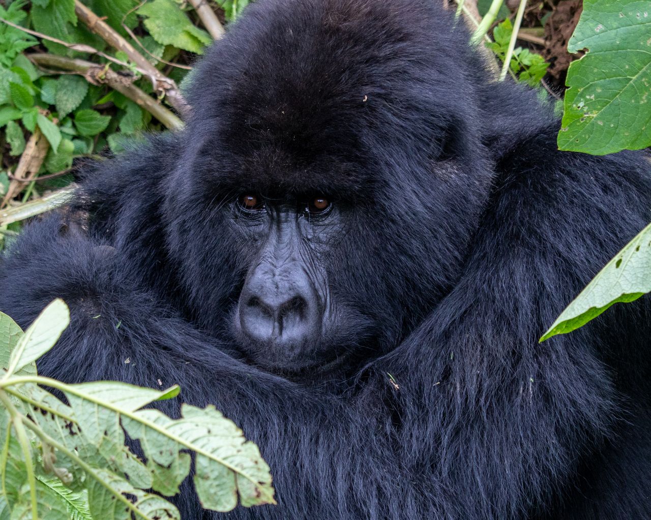 Gorillas, Great Migration & Seychelles Private Island Escape