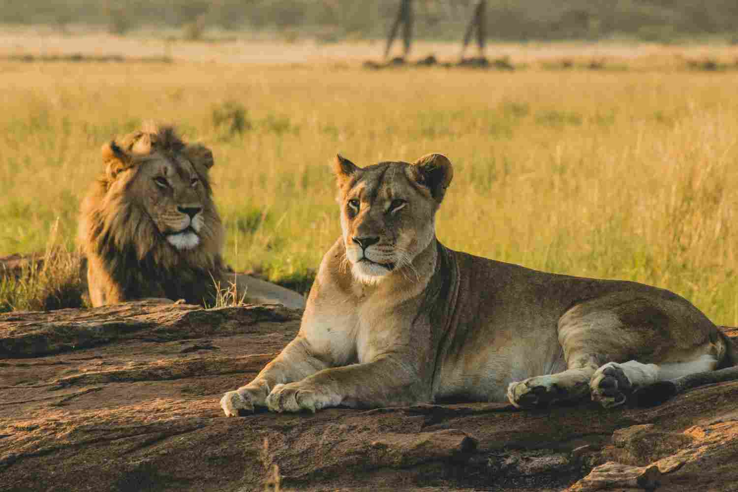 Maasai Mara