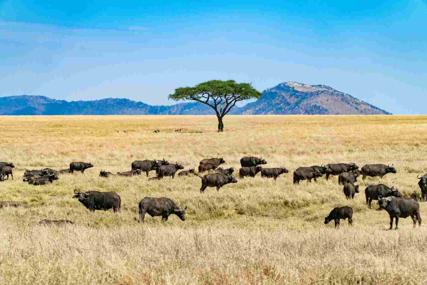 Serengeti migration Tanzania
