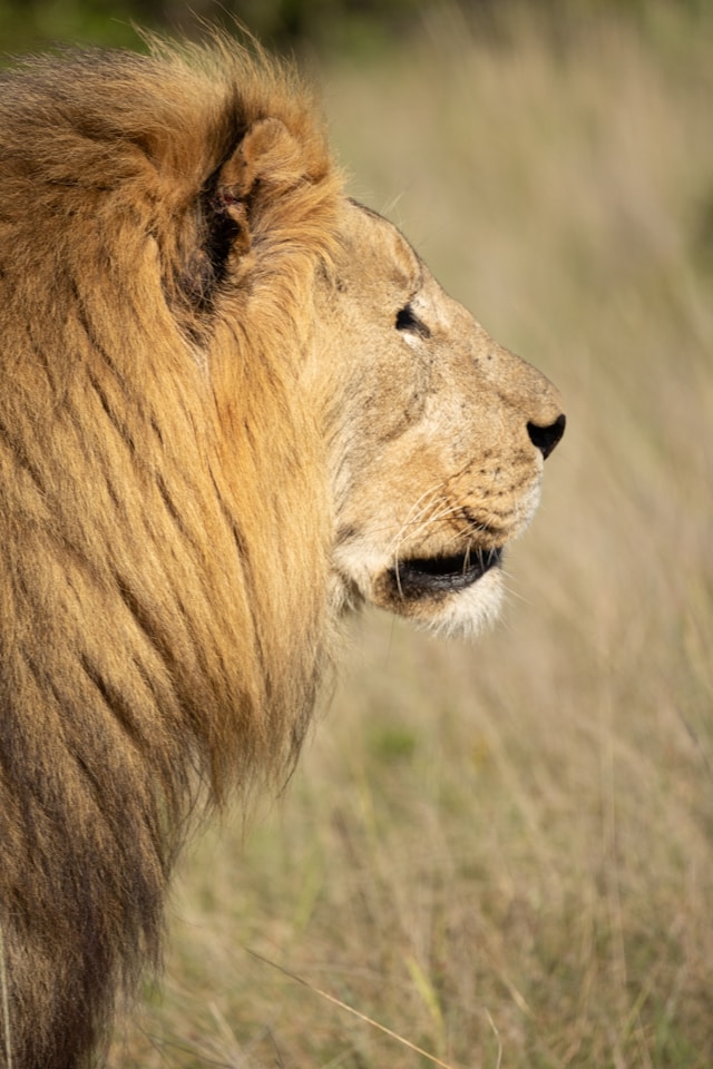 Maasai Mara, Kenya