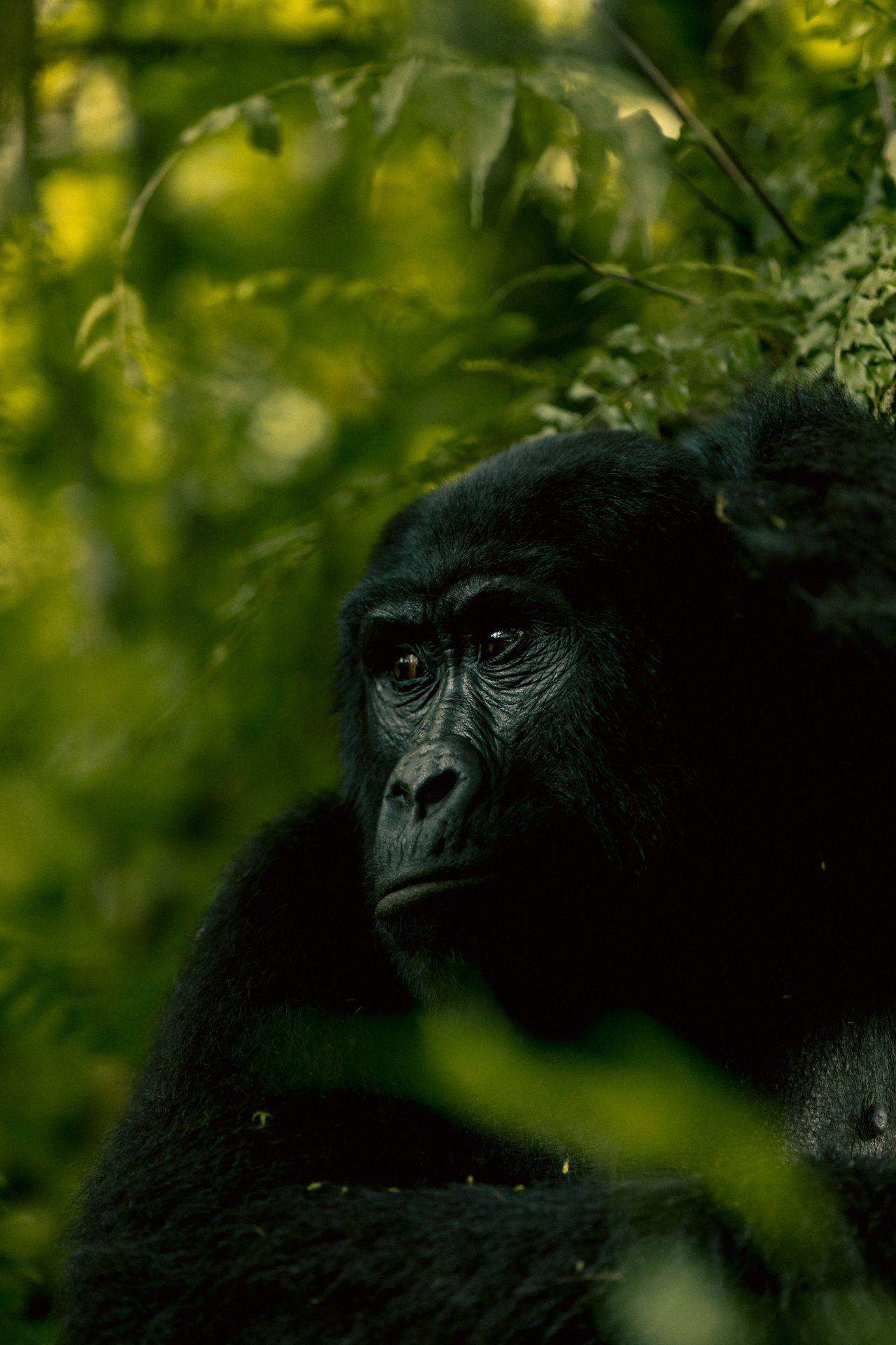 Gorillas, Great Migration & Seychelles Private Island Escape highlight