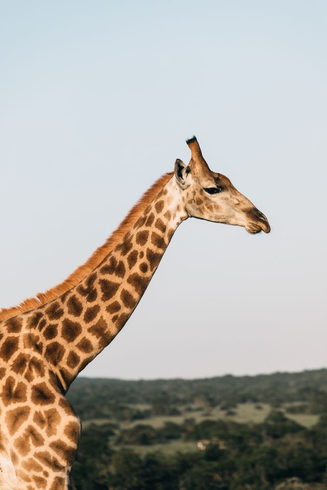The Complete Safari & Seychelles Grand Journey