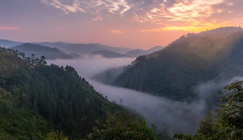 Mist over the forested hills of Bwindi Impenetrable National Park in Uganda