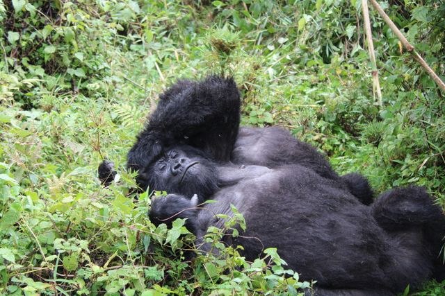 Mountain gorilla resting in the forest of Bwindi, Uganda, on a Uganda Kenya Tanzania safari