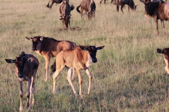 Wildebeest calving near Ndutu, a highlight when choosing the best time for a four country safari in January and February