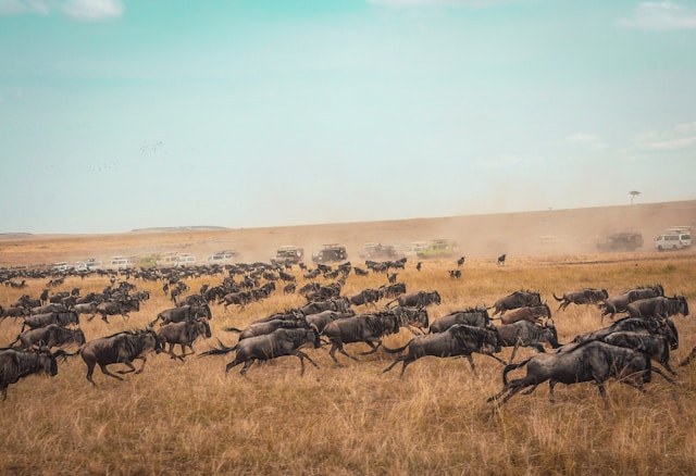 Wildebeest herds crossing the Serengeti plains, the Tanzania leg of a Uganda Kenya Tanzania safari