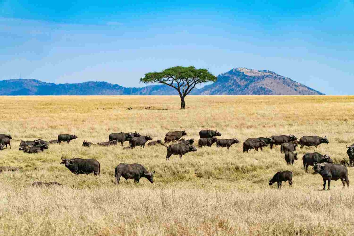 Four Country Safari Cost: The Fixed Fees, Route by Route
