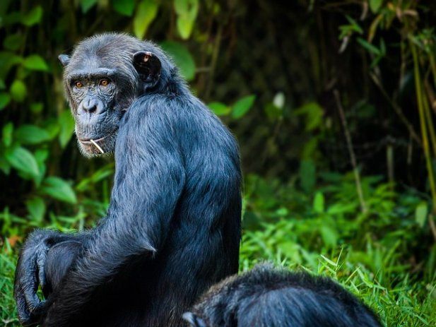 Schimpanse im Kibale-Wald auf der Primaten-Etappe einer 18-tägigen Vier-Länder-Safari