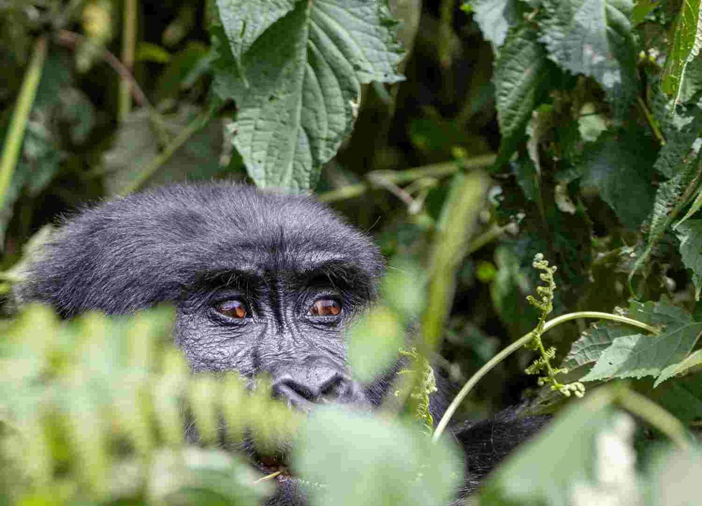 Young mountain gorilla in the forest of Volcanoes National Park on an 8 day Rwanda Kenya safari