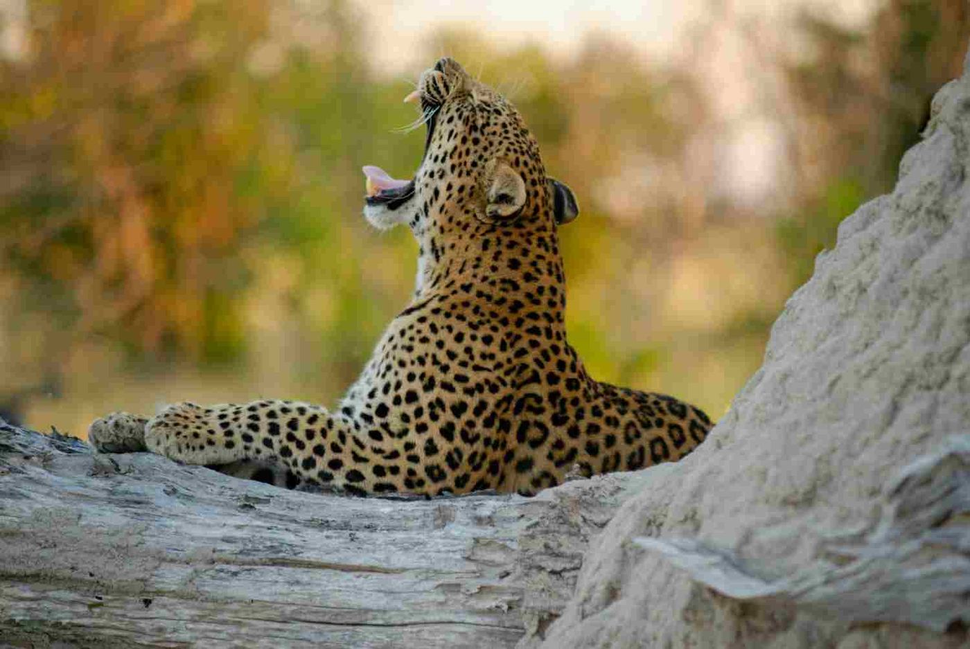 Leopard resting on a rock in the Maasai Mara