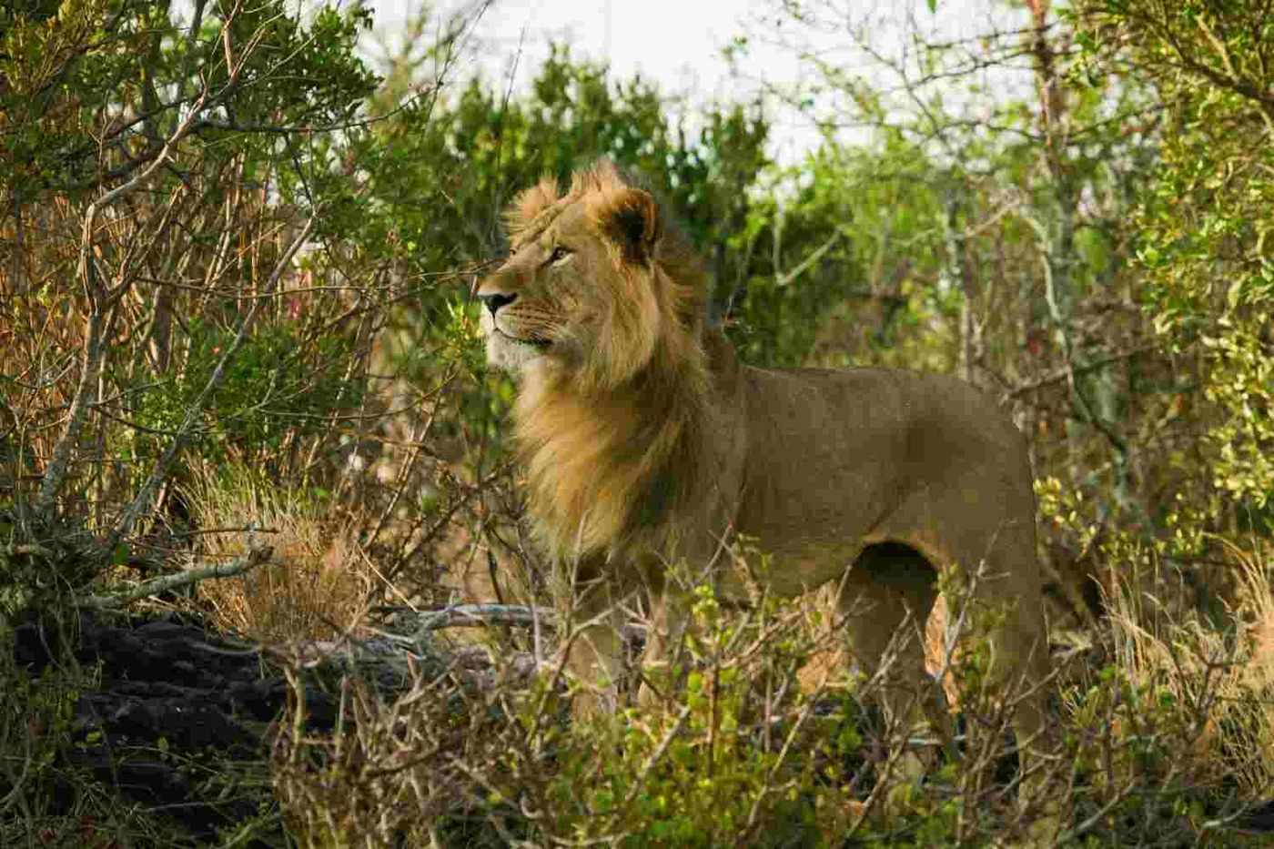 8 Day Rwanda Kenya Safari: Gorillas and the Maasai Mara