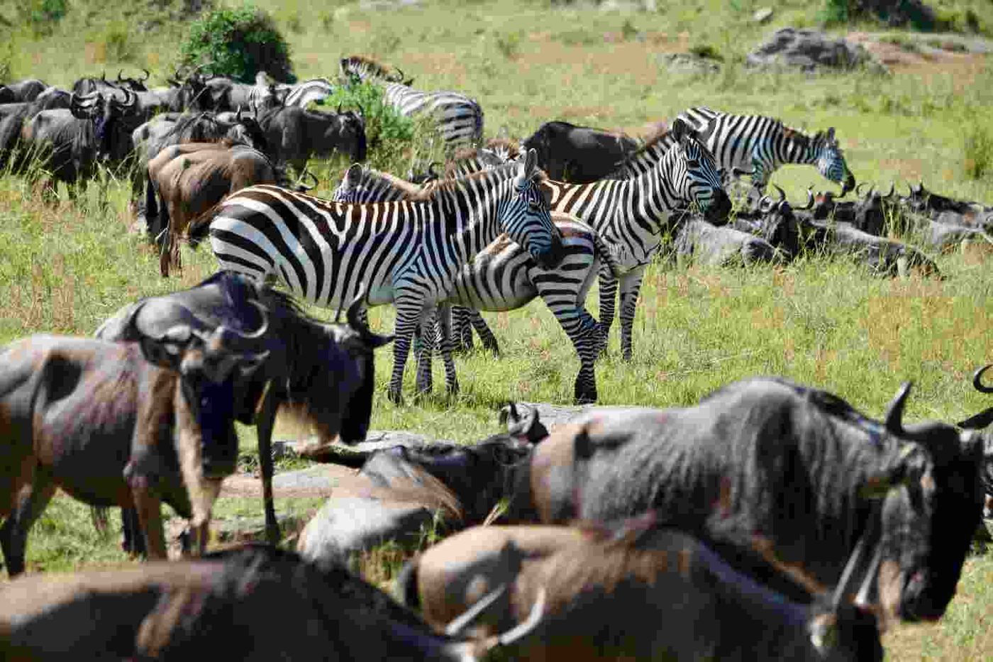 10 Day Rwanda Kenya Tanzania Safari: Gorillas, the Mara and the Serengeti