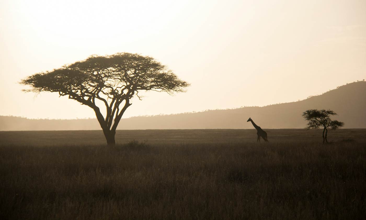 9 Day Rwanda Tanzania Safari: Gorillas and the Serengeti