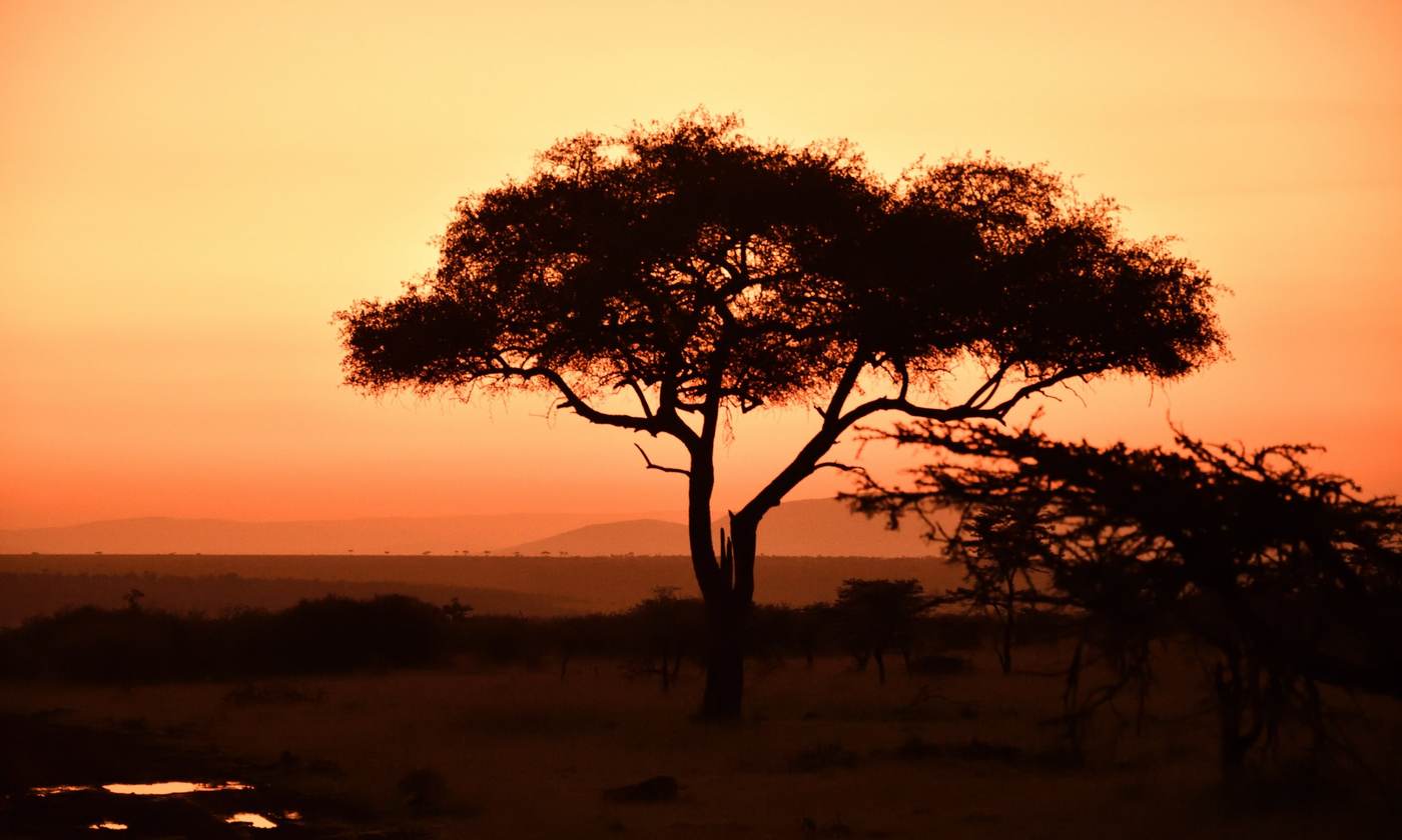 Acacia tree silhouetted against an orange sunset