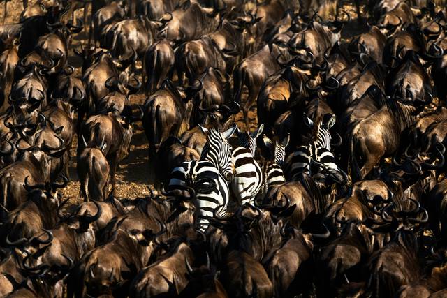 Dense wildebeest herd seen from above with four zebras walking among them