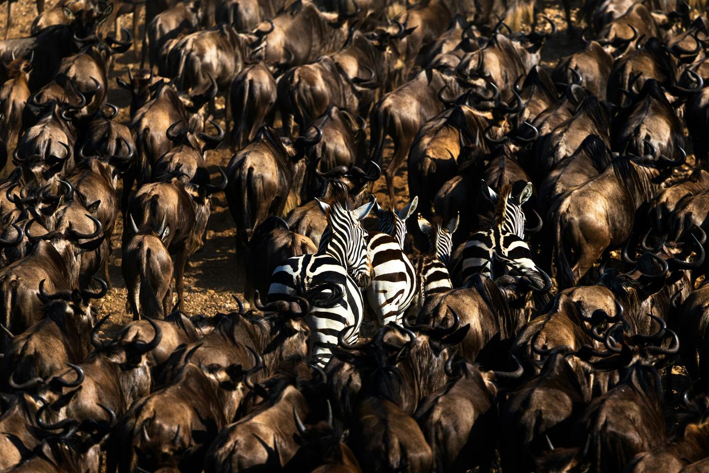 Kenya & Tanzania Luxury Private-Guide Safari