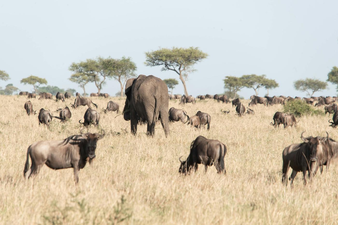 African elephant walking away through a herd of grazing wildebeest on golden plains with acacia trees