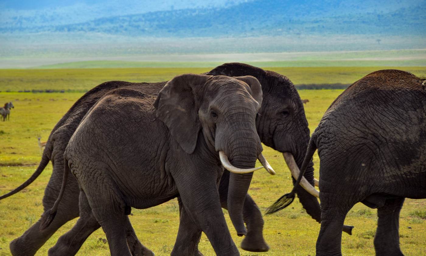 Family Tanzania Safari: Tarangire, Serengeti & Ngorongoro