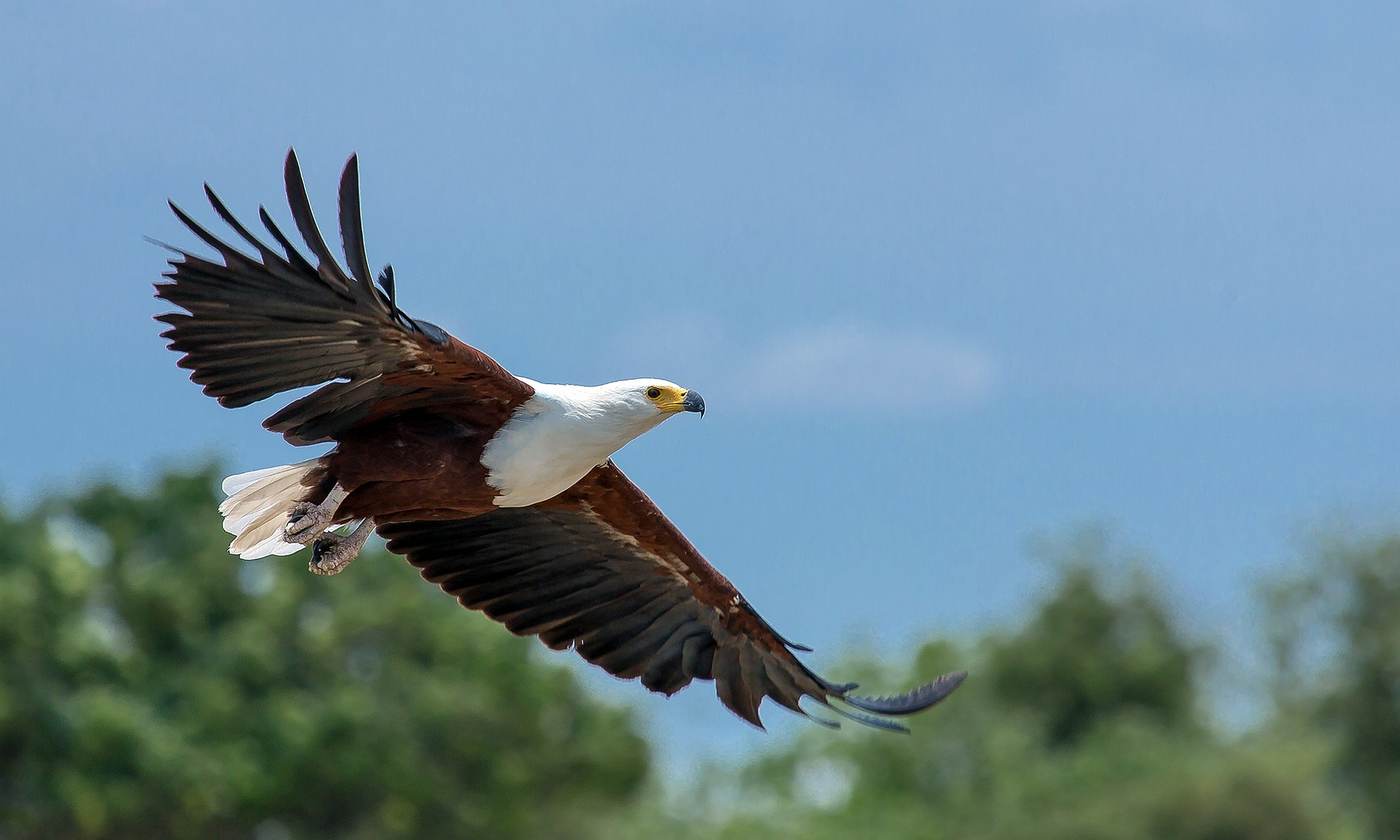 African fish eagle in flight