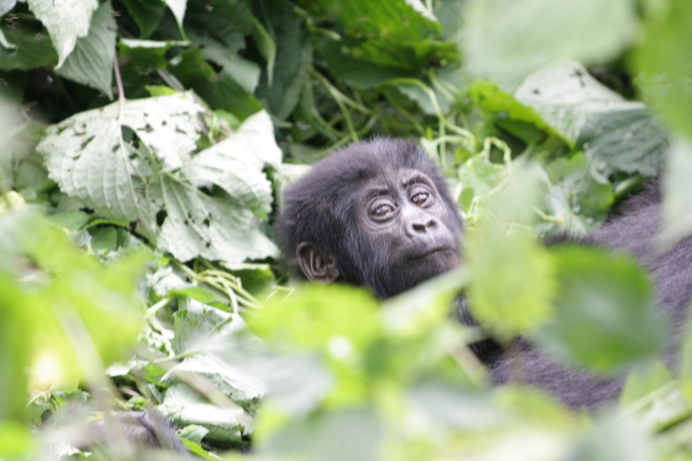 Baby mountain gorilla peeking out from among broad green leaves