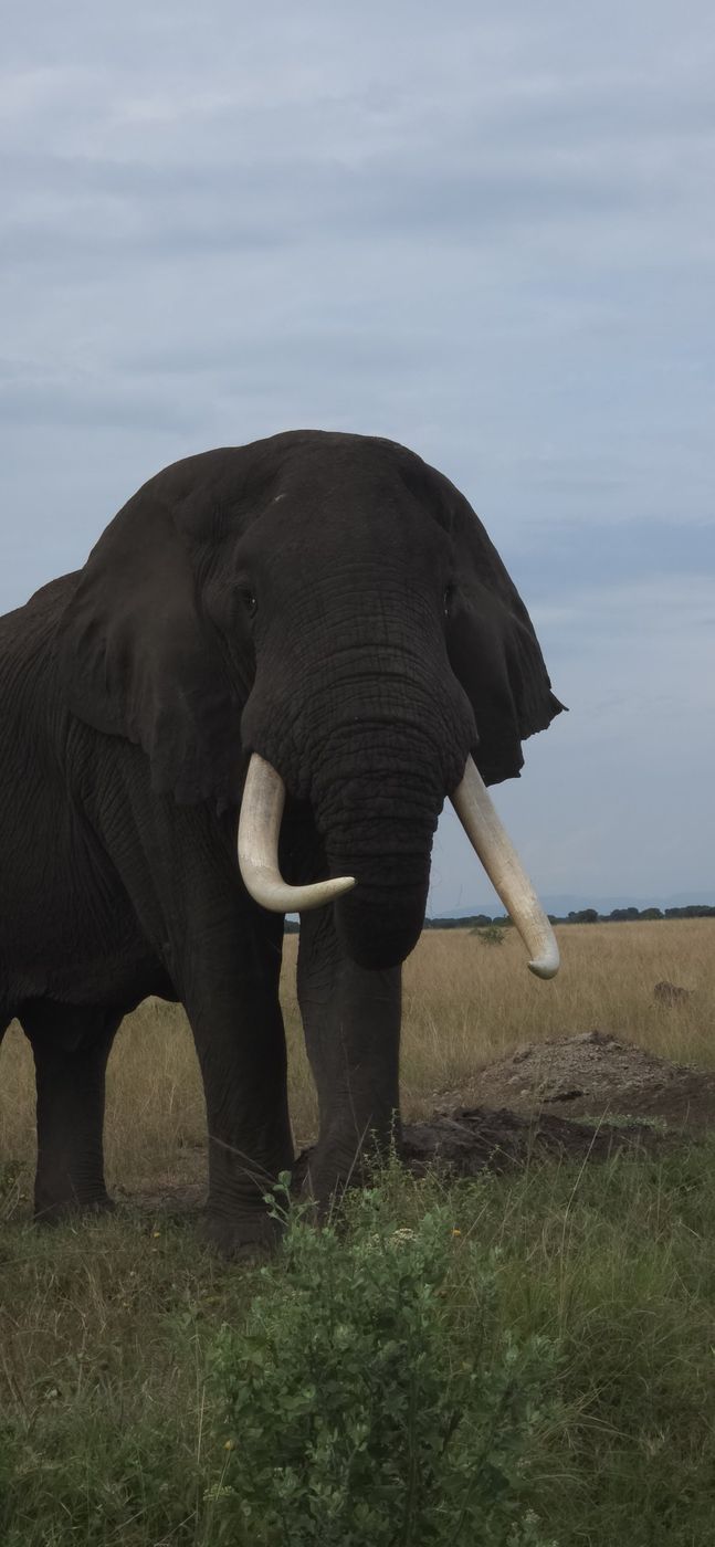 10 Day Gorilla Trekking and Migration Safari: Bwindi and the Maasai Mara