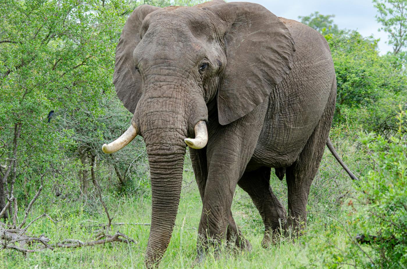 Bull elephant with pale tusks stepping out of green bush