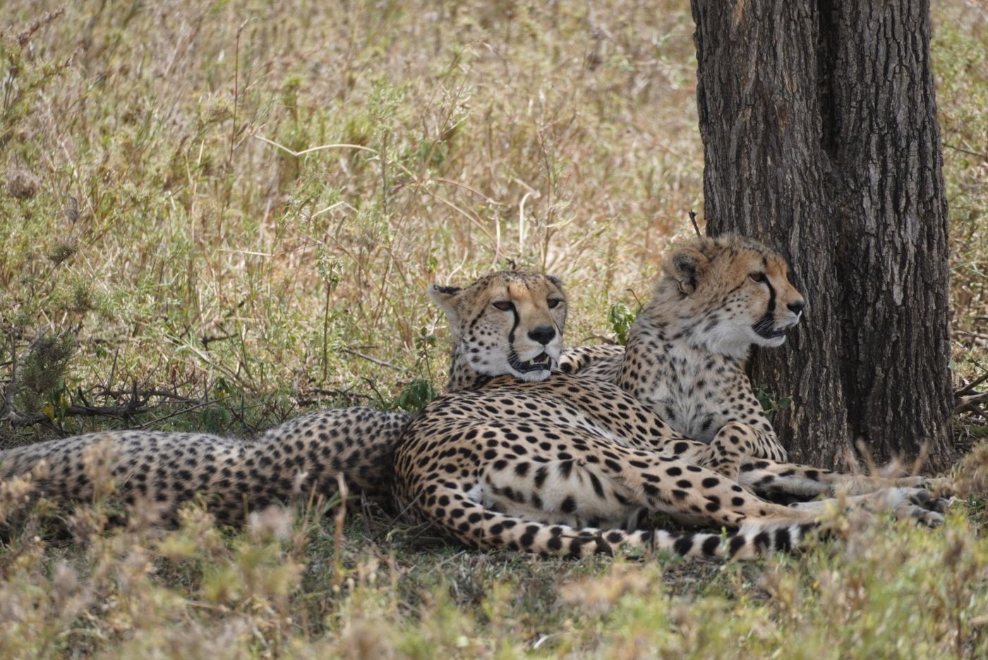 Two cheetahs resting in dry grass beside a tree trunk