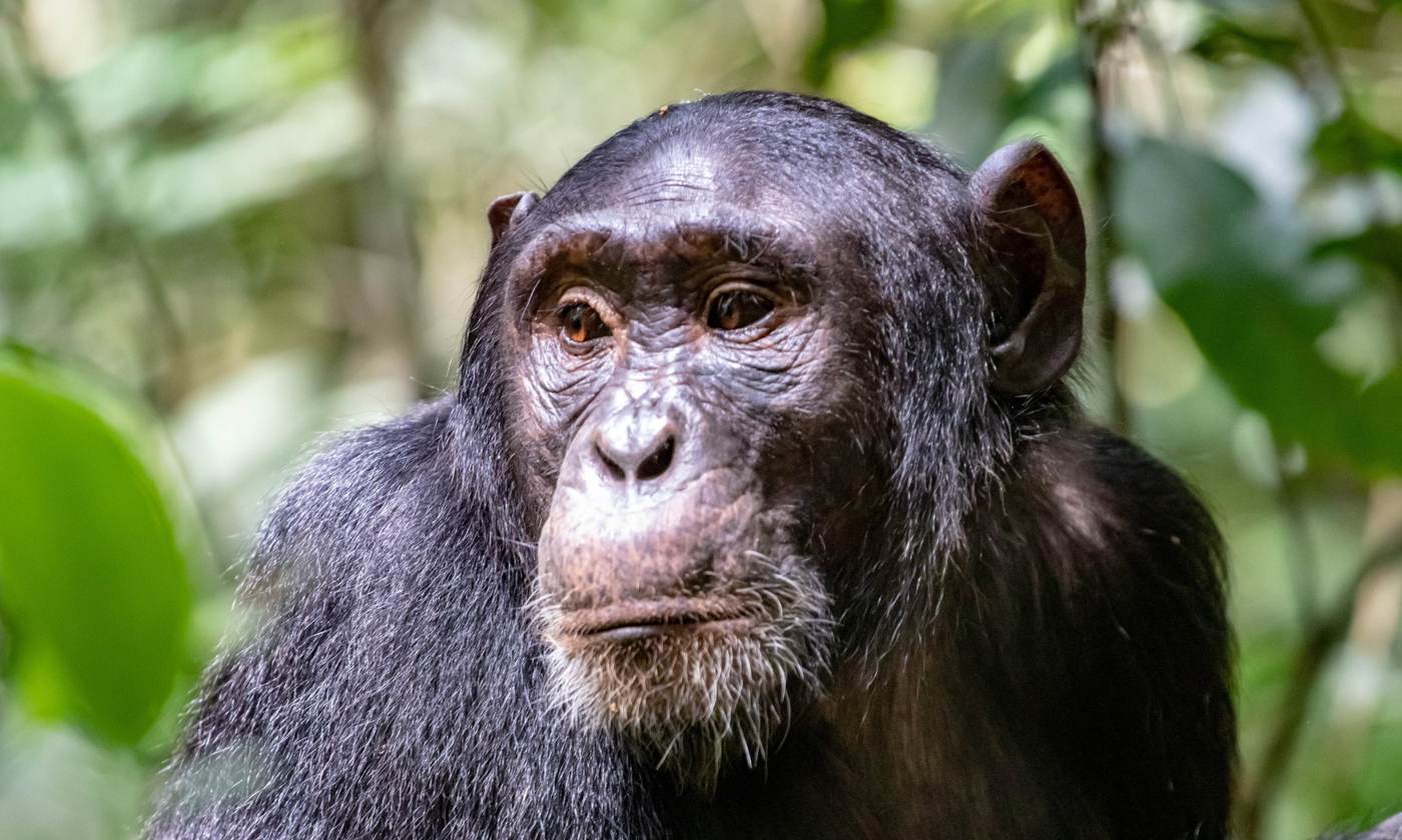 Close-up of a chimpanzee's face in the forest
