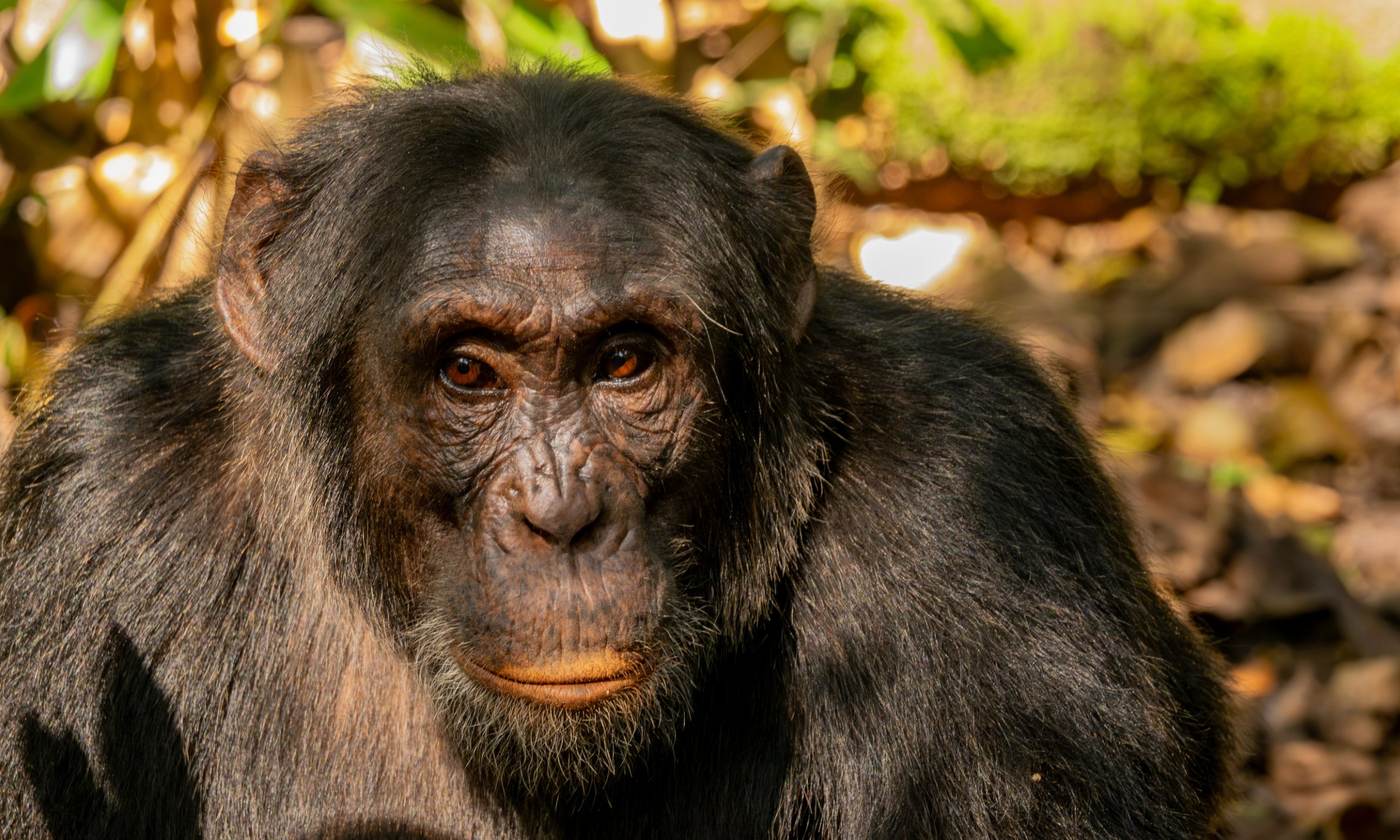 Chimpanzee portrait in the forest