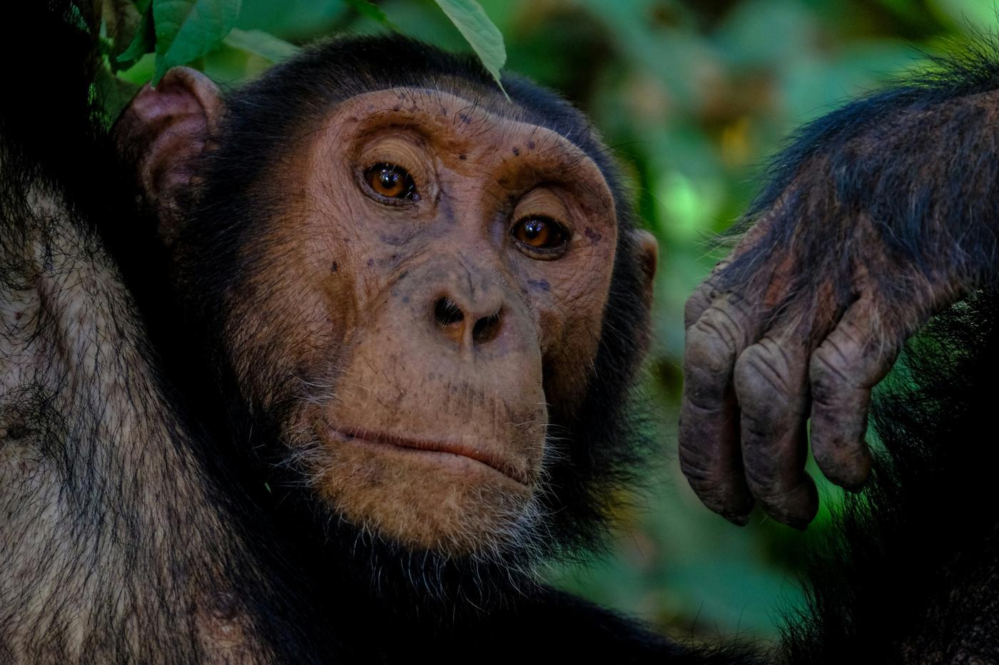 Close portrait of a chimpanzee with a pale brown face in soft green forest light
