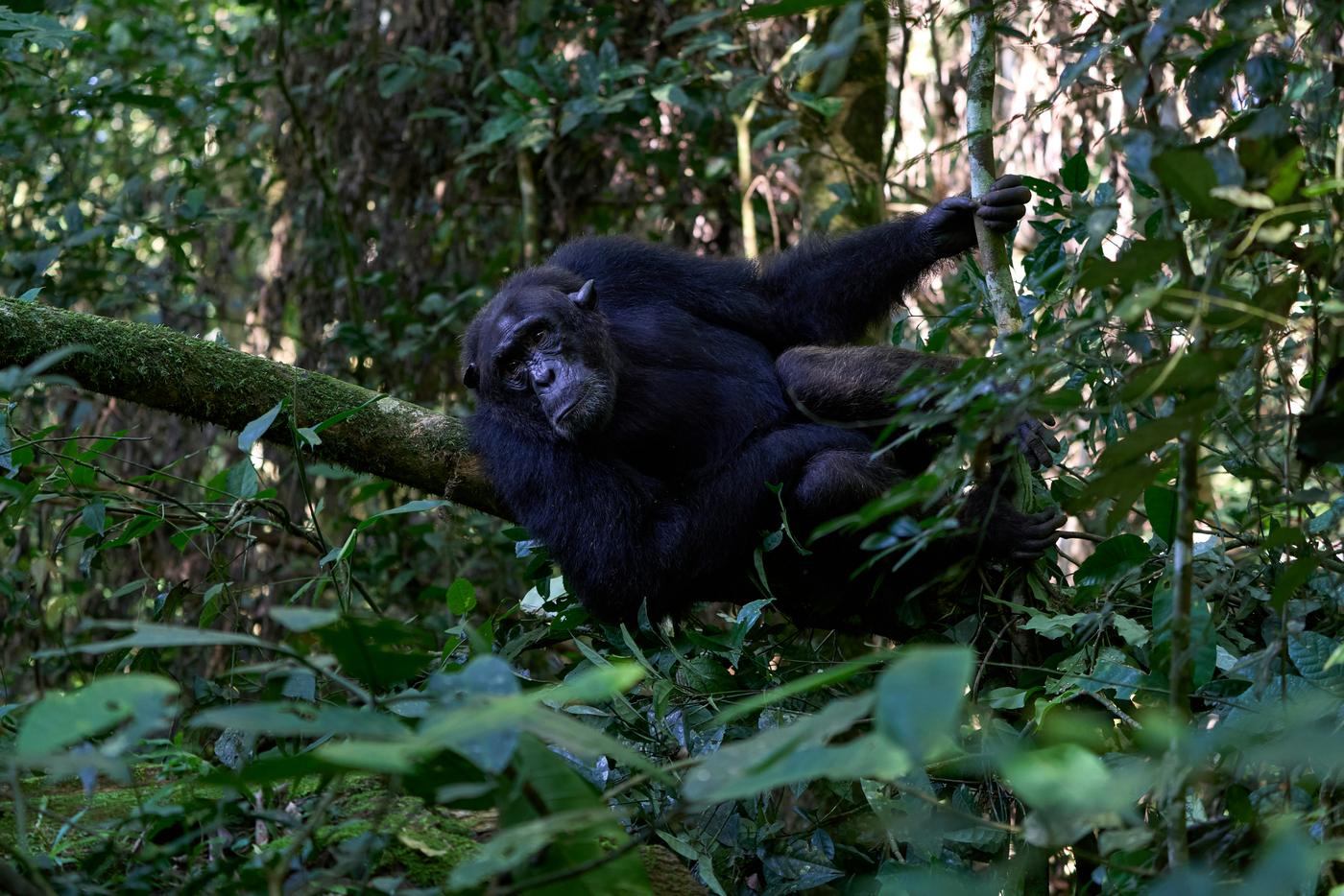 Chimpanzee resting on a mossy branch surrounded by forest foliage